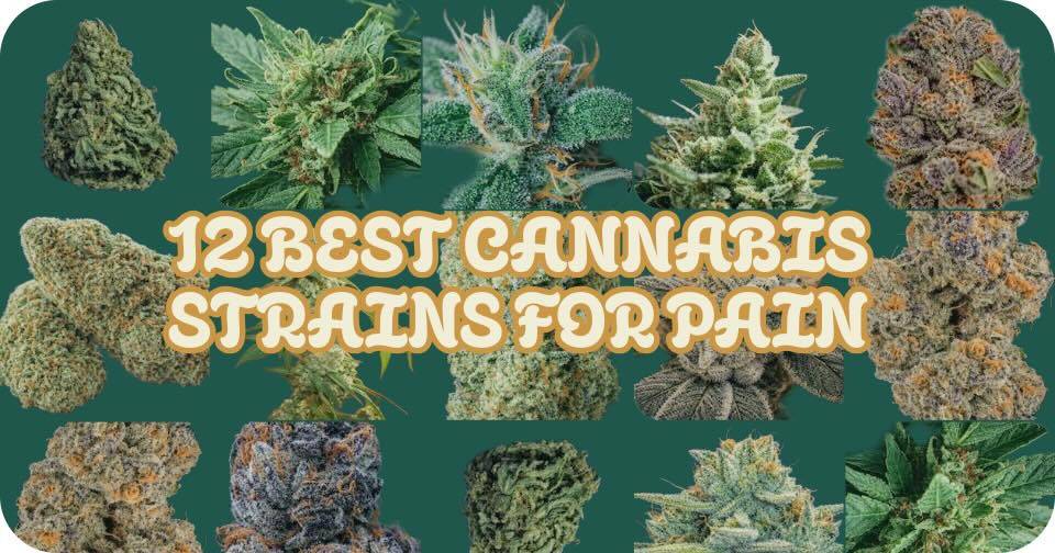 12 Best Cannabis Strains for Pain | Endocannabinoid System