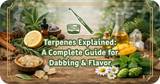 Terpenes Explained: A Complete Guide for Dabbing & Flavor