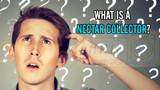 What is a Nectar Collector?